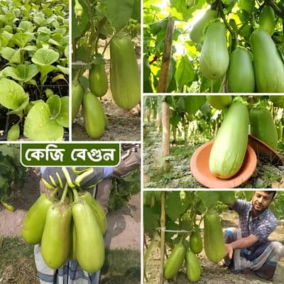 কেজি বেগুন / বারি বেগুন ১২ । Bari begun baro / kg begun