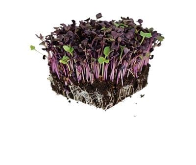 Radish Pink Microgreen Seeds
