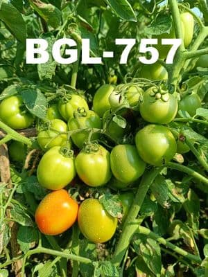 অত্যাধিক ফলন সম্পন্ন হাইব্রিড টমেটো বীজ ছাদ বাগানি অথবা বাগানিদের জন্য।