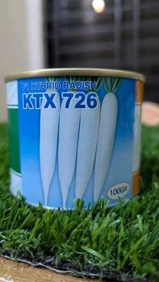 বারোমাসি হাইব্রিড মুলা কেটিএক্স ৭২৬ । Four-year hybrid radish KTX 726.