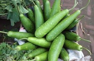 হাইব্রিড জাতের লম্বা লাউ বীজ