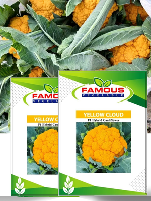 কমলা / হলুদ কালার রঙিন ফুলকপি ইয়োলো ক্লাউড । ORANGE colored cauliflower seeds YELLOW CLOUD